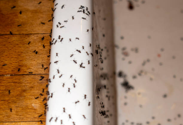Best Exterminator Services  in Woodville, WI