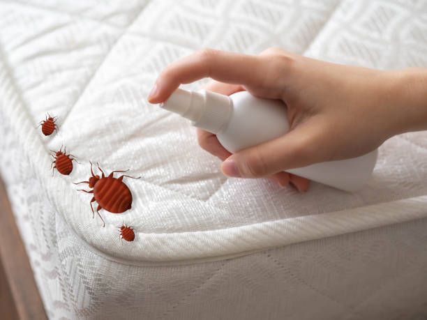 Best Local Pest Control Services  in Woodville, WI