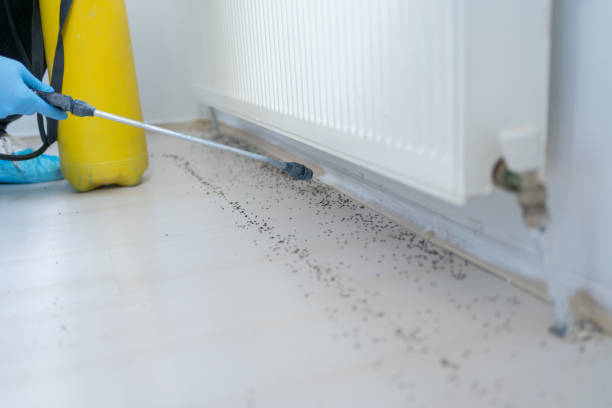 Best Termite Control Services  in Woodville, WI